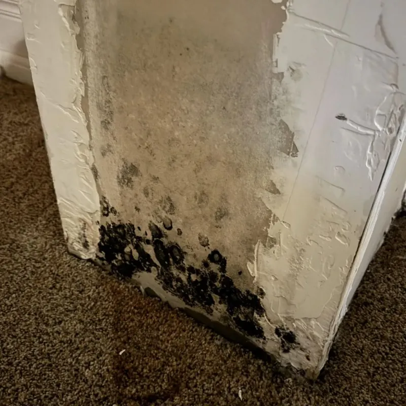 Professional Mold Removal in Rusk, TX